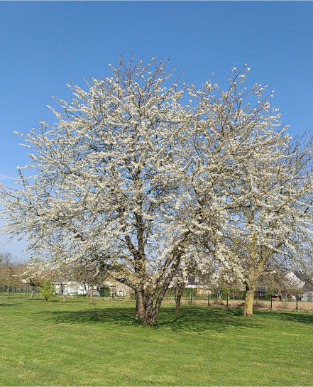 Cherry Tree / Cerisier